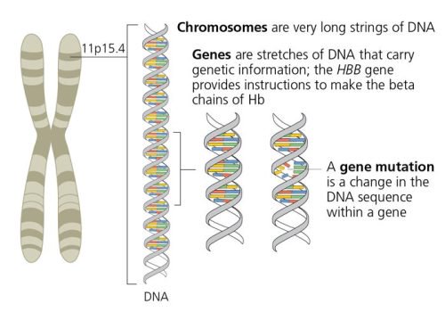 Beta Thalassemia: What Is It and What Causes It? - The Waiting Room