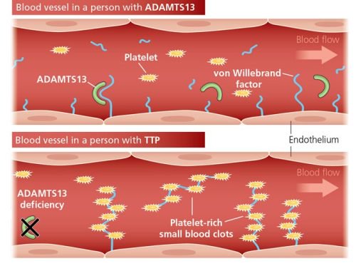 von willebrand factor adamts13